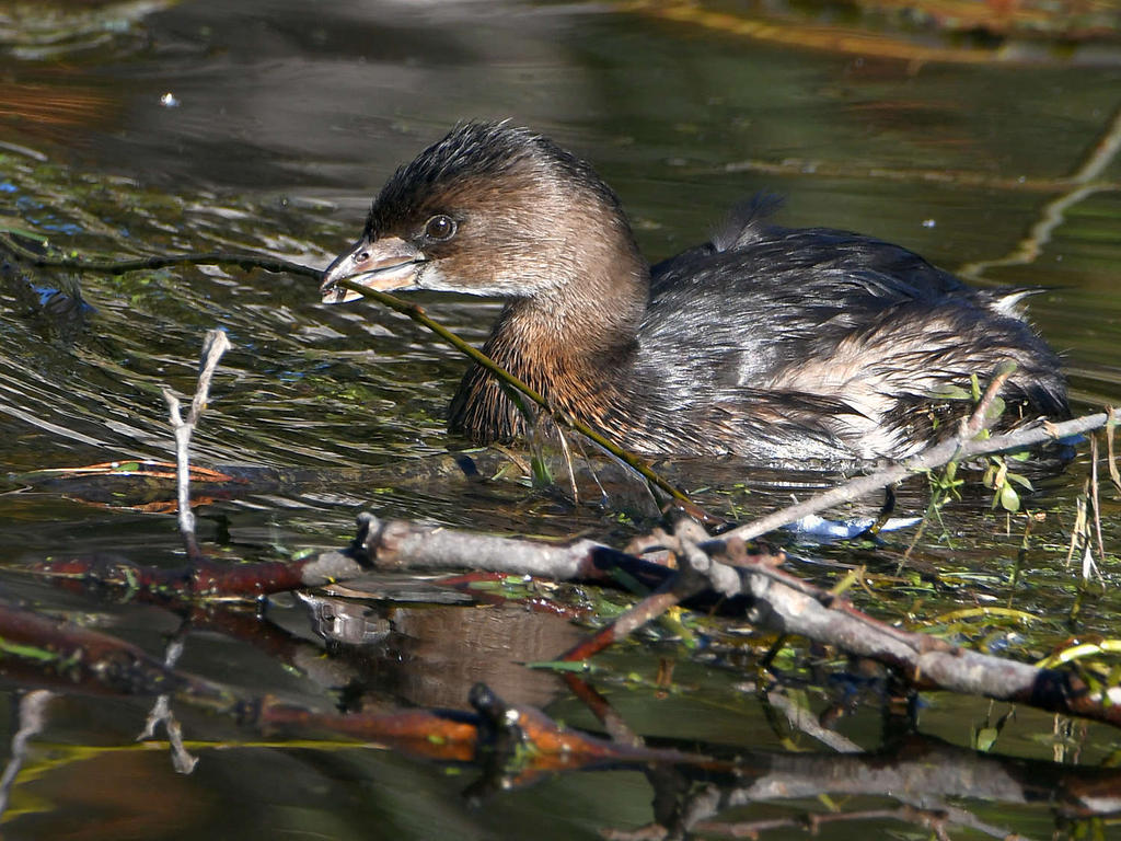 Grebe3.jpg