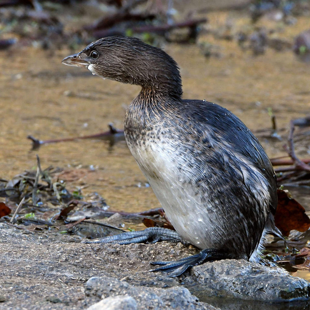 Grebe3.jpg