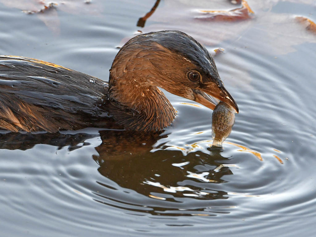 Grebe3.jpg