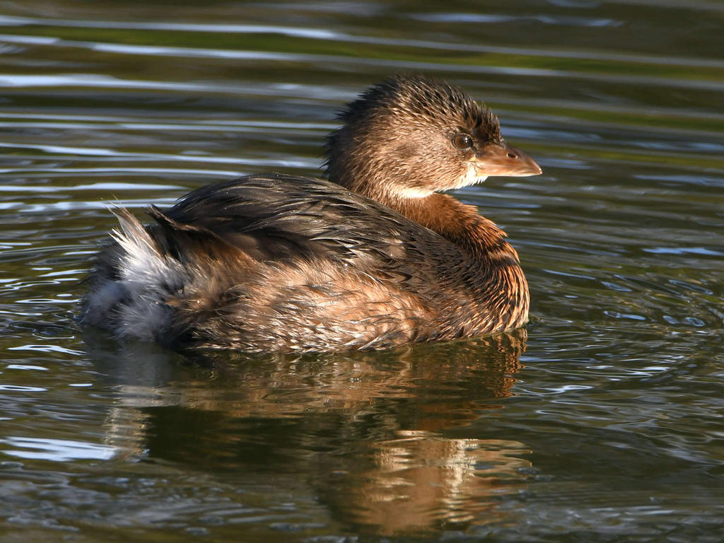 Grebe3.jpg