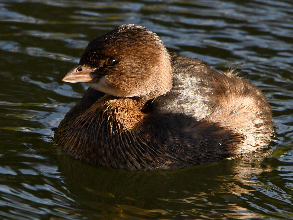 Grebe3.jpg
