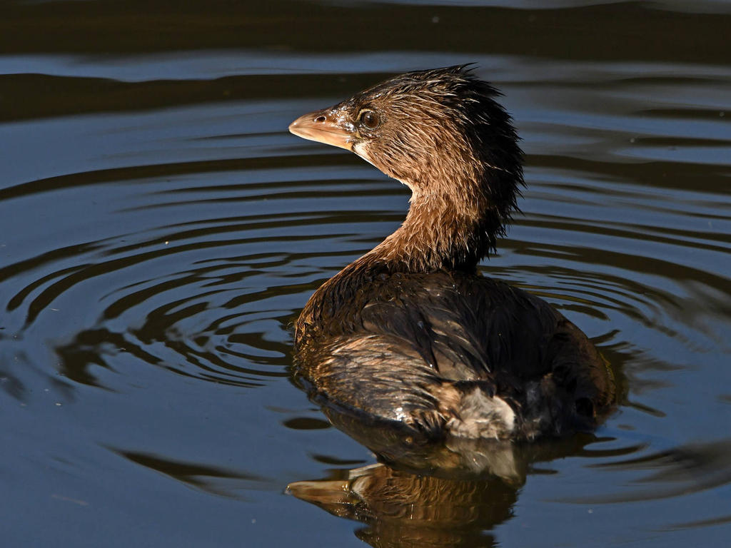 Grebe3.jpg