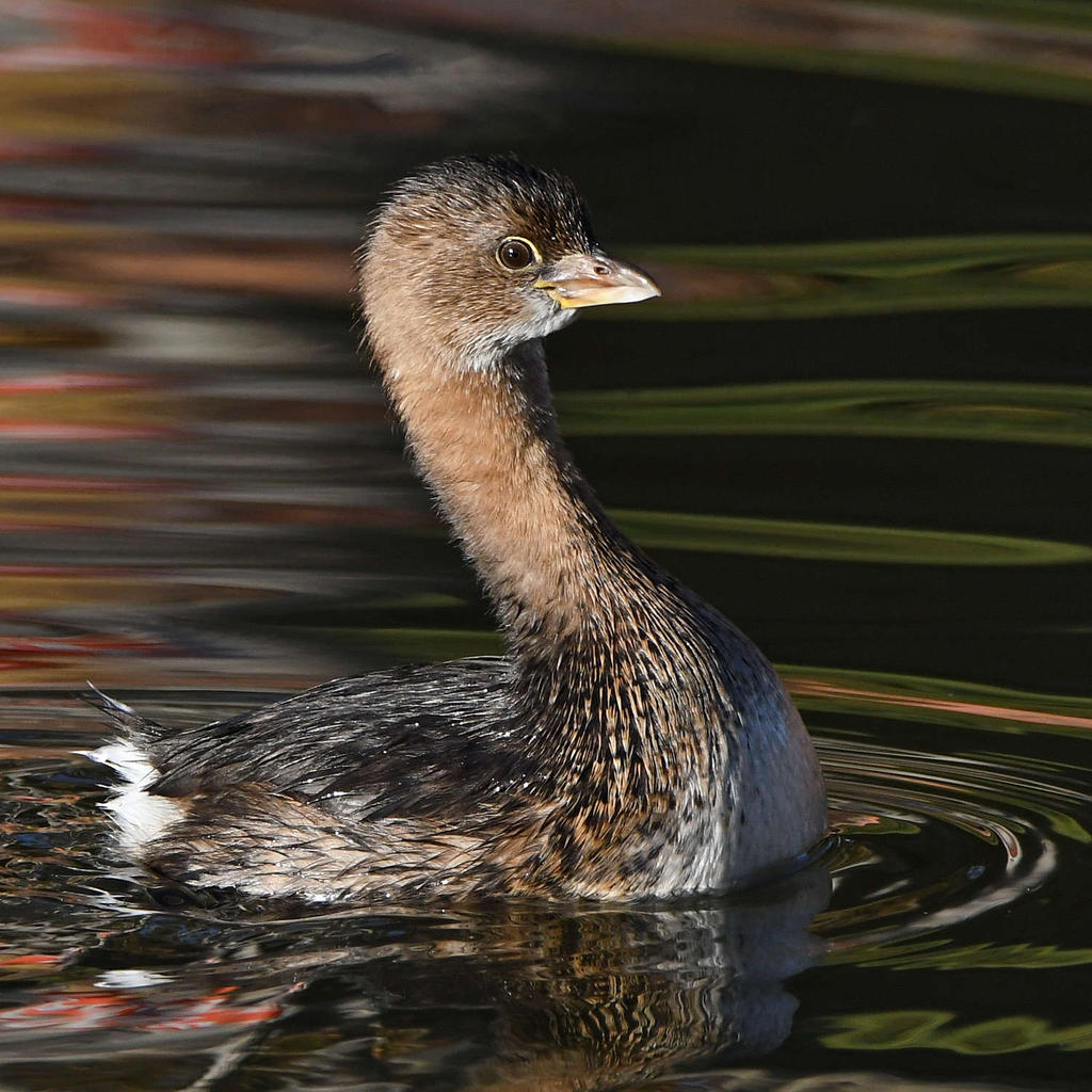 Grebe3.jpg