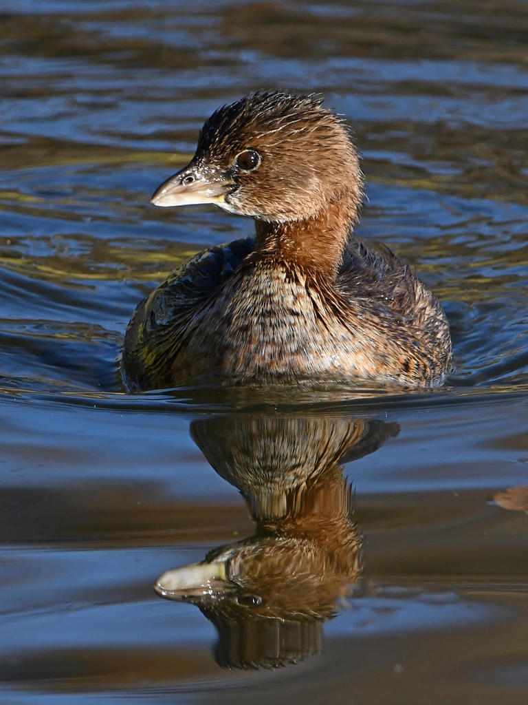 Grebe3.jpg