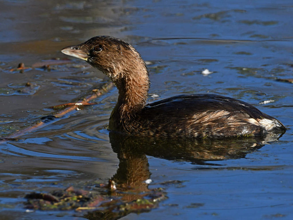 Grebe3.jpg