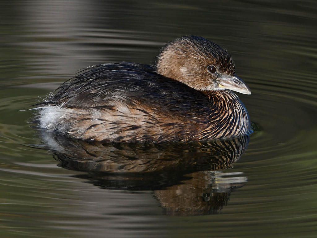 Grebe3.jpg