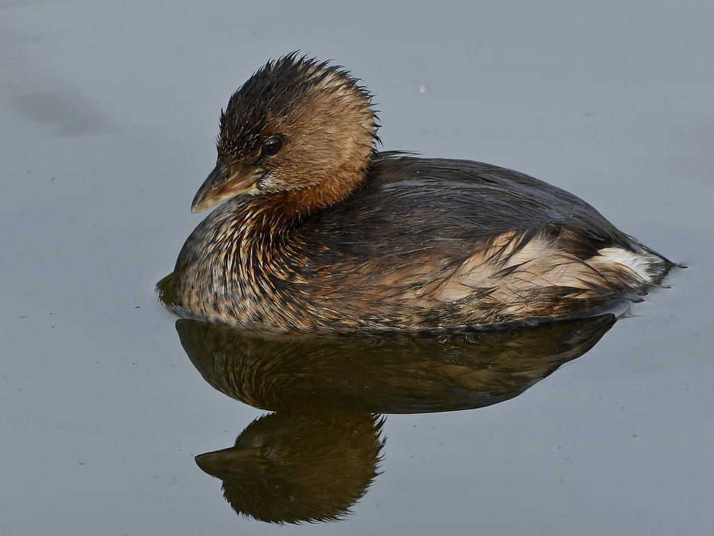 Grebe3.jpg