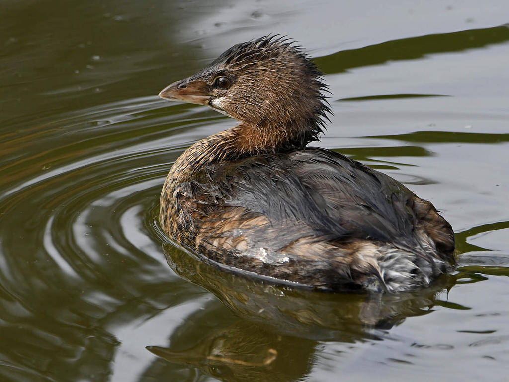 Grebe3.jpg