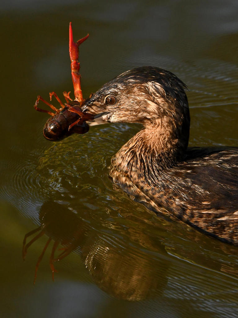 Grebe3.jpg