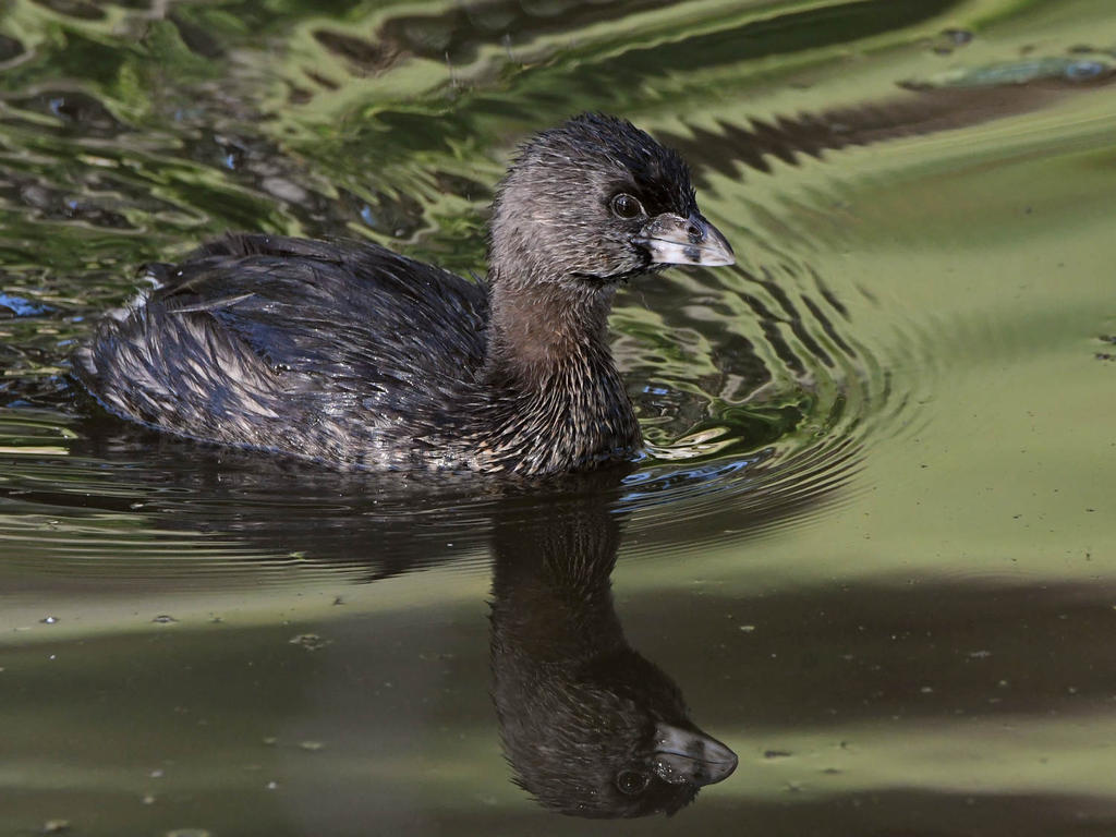 Grebe3.jpg