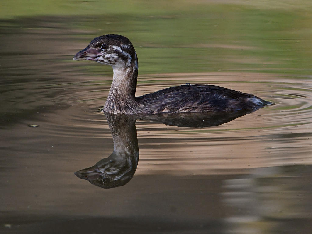 Grebe3.jpg