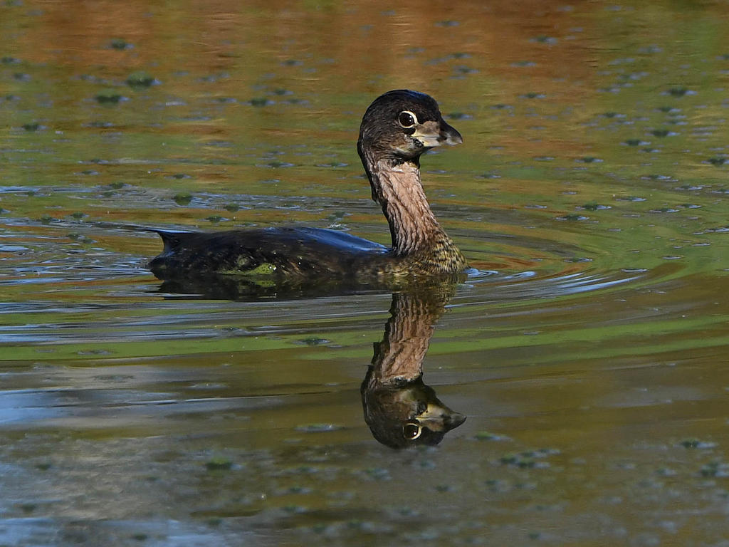 Grebe3.jpg