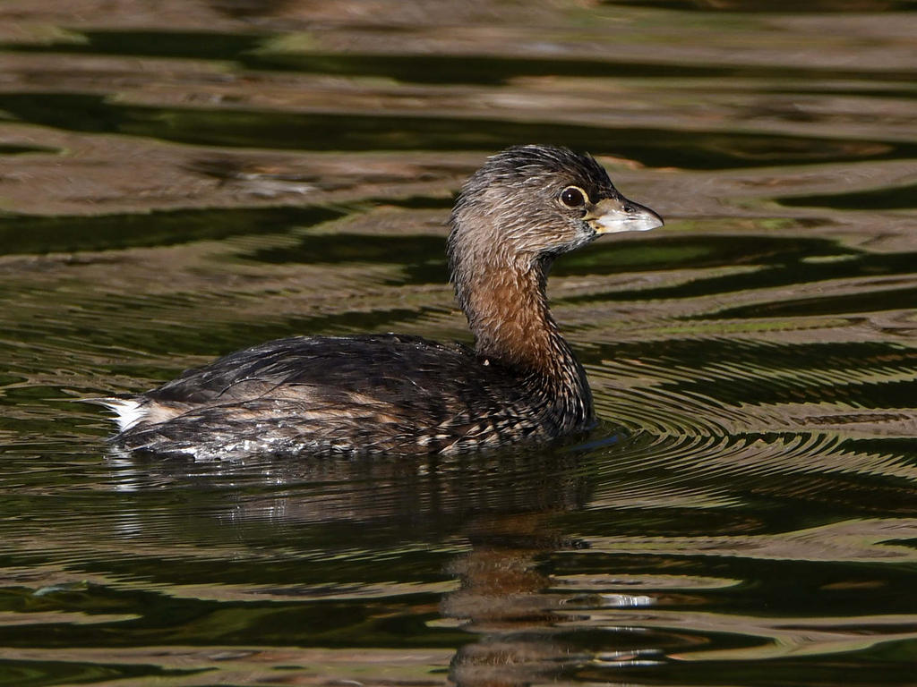 Grebe3.jpg