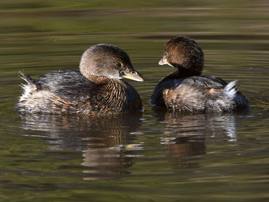 Grebe3.jpg