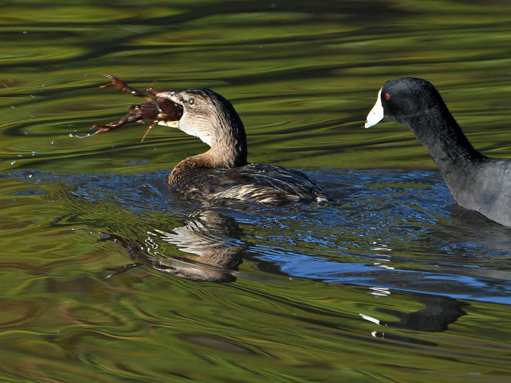 Grebe3.jpg
