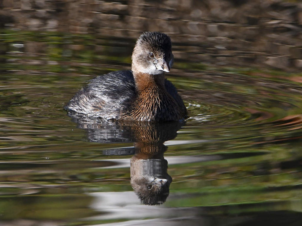 Grebe3.jpg