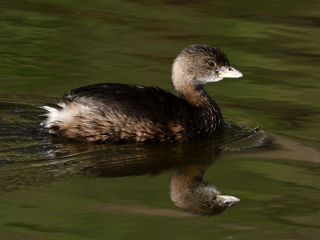 Grebe3.jpg
