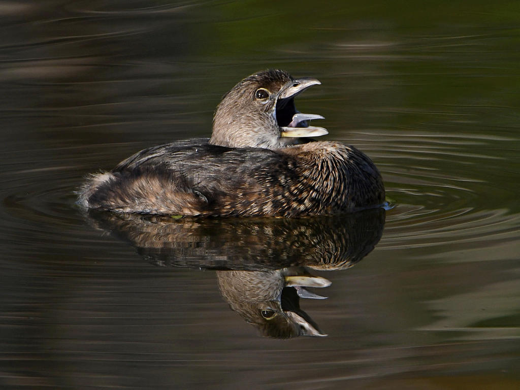 Grebe3.jpg