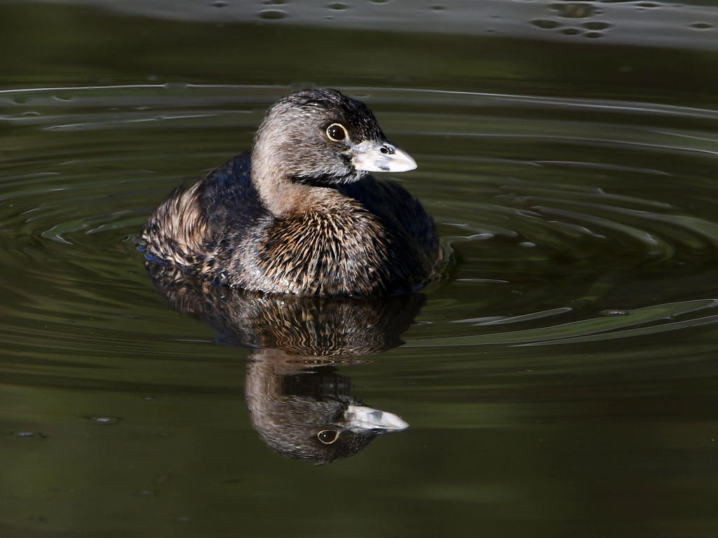 Grebe3.jpg