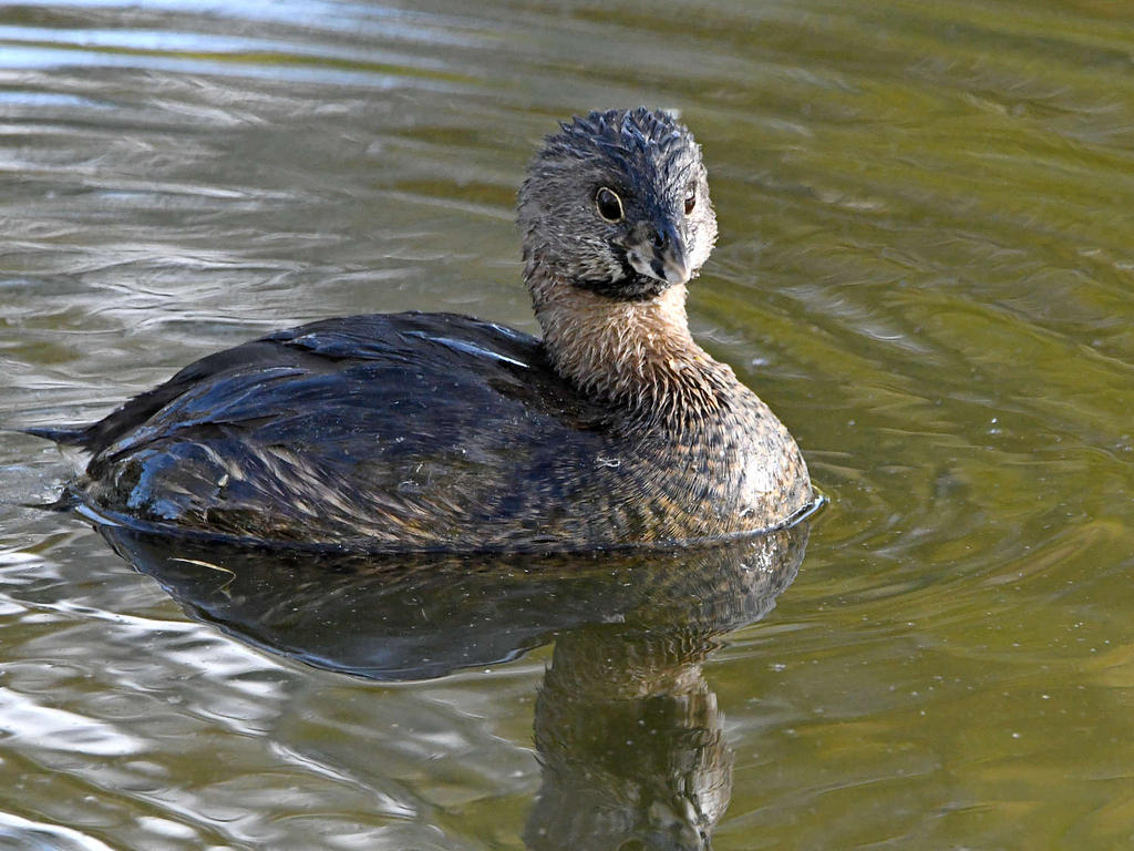 Grebe3.jpg