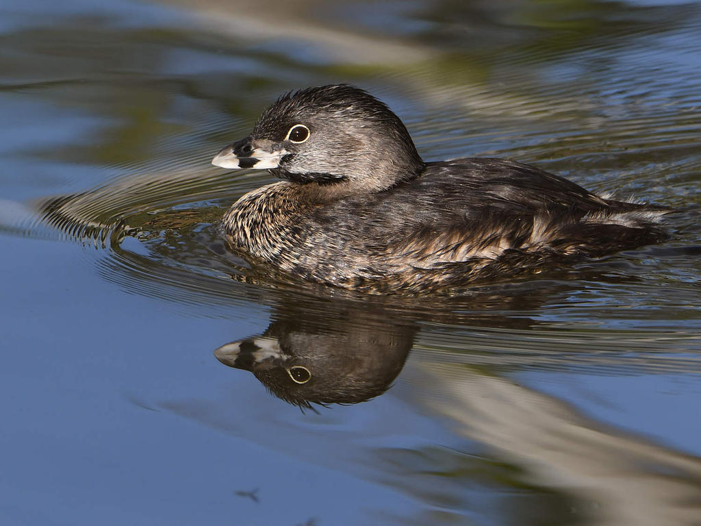 Grebe3.jpg