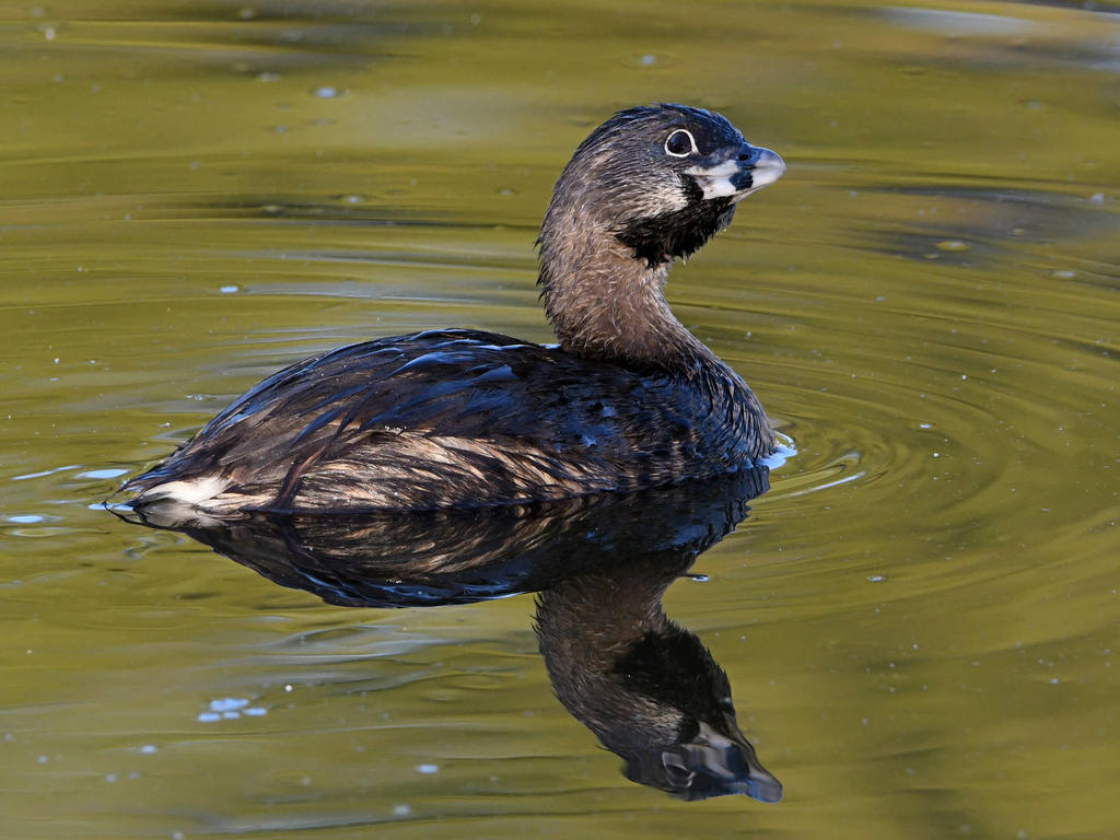 Grebe3.jpg