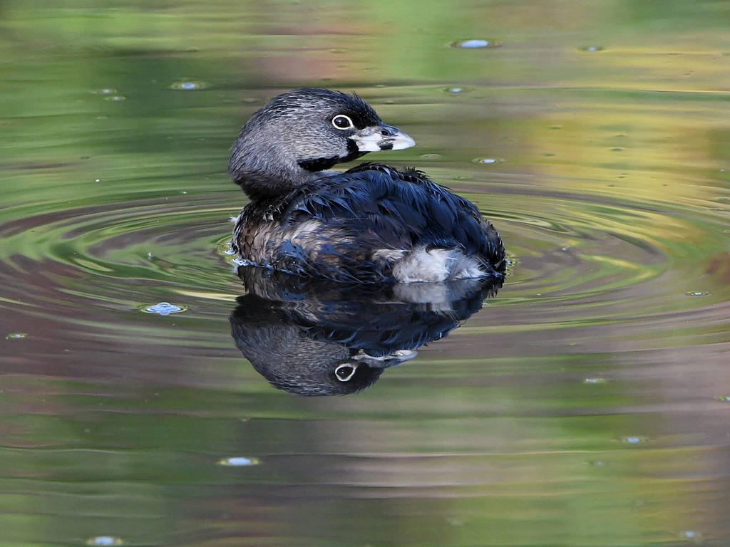 Grebe3.jpg
