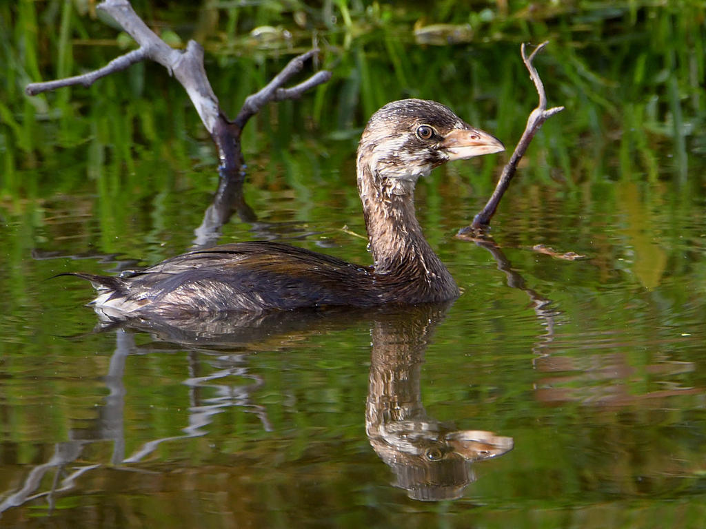 Grebe3.jpg