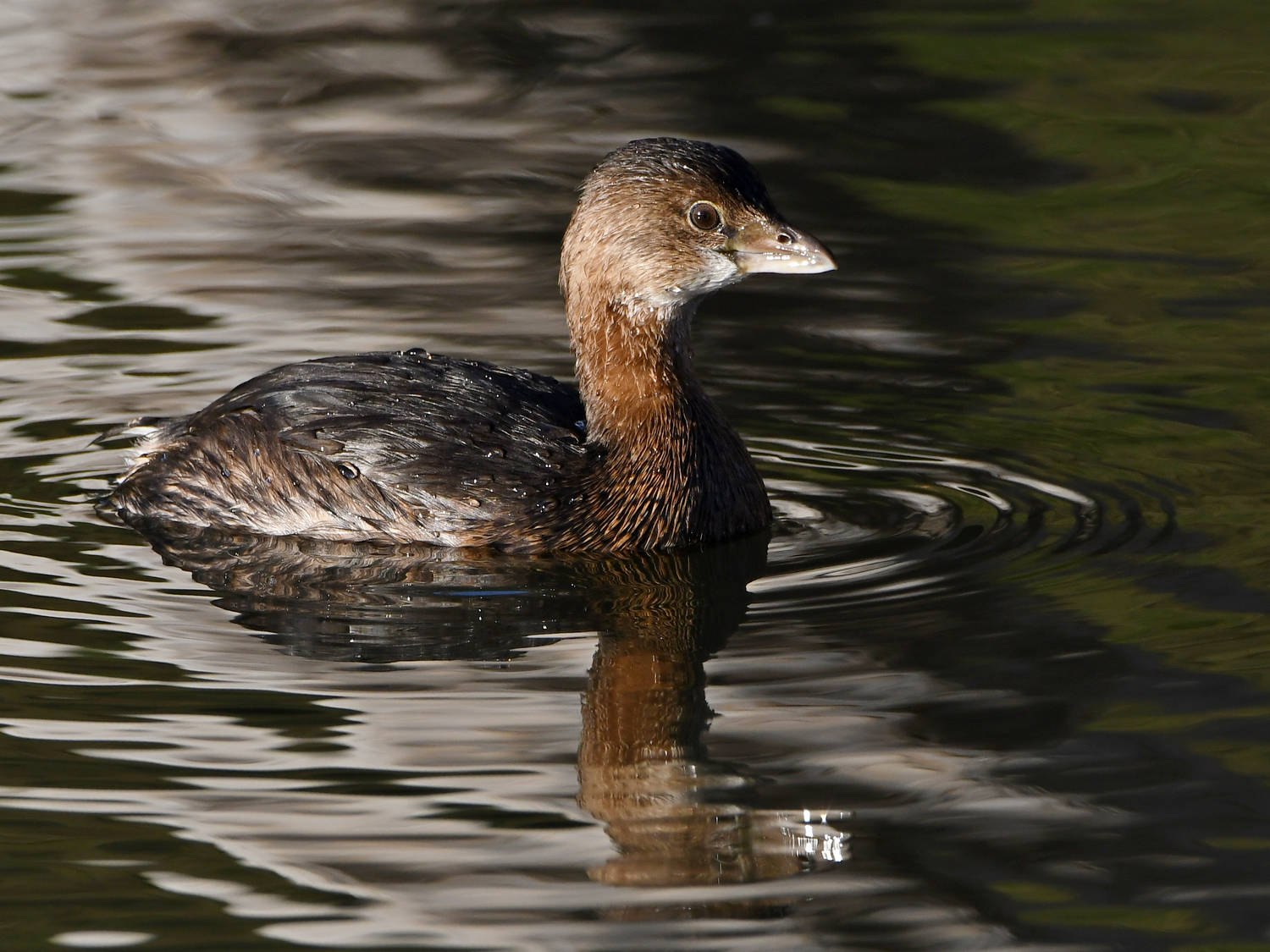 Grebe3.jpg