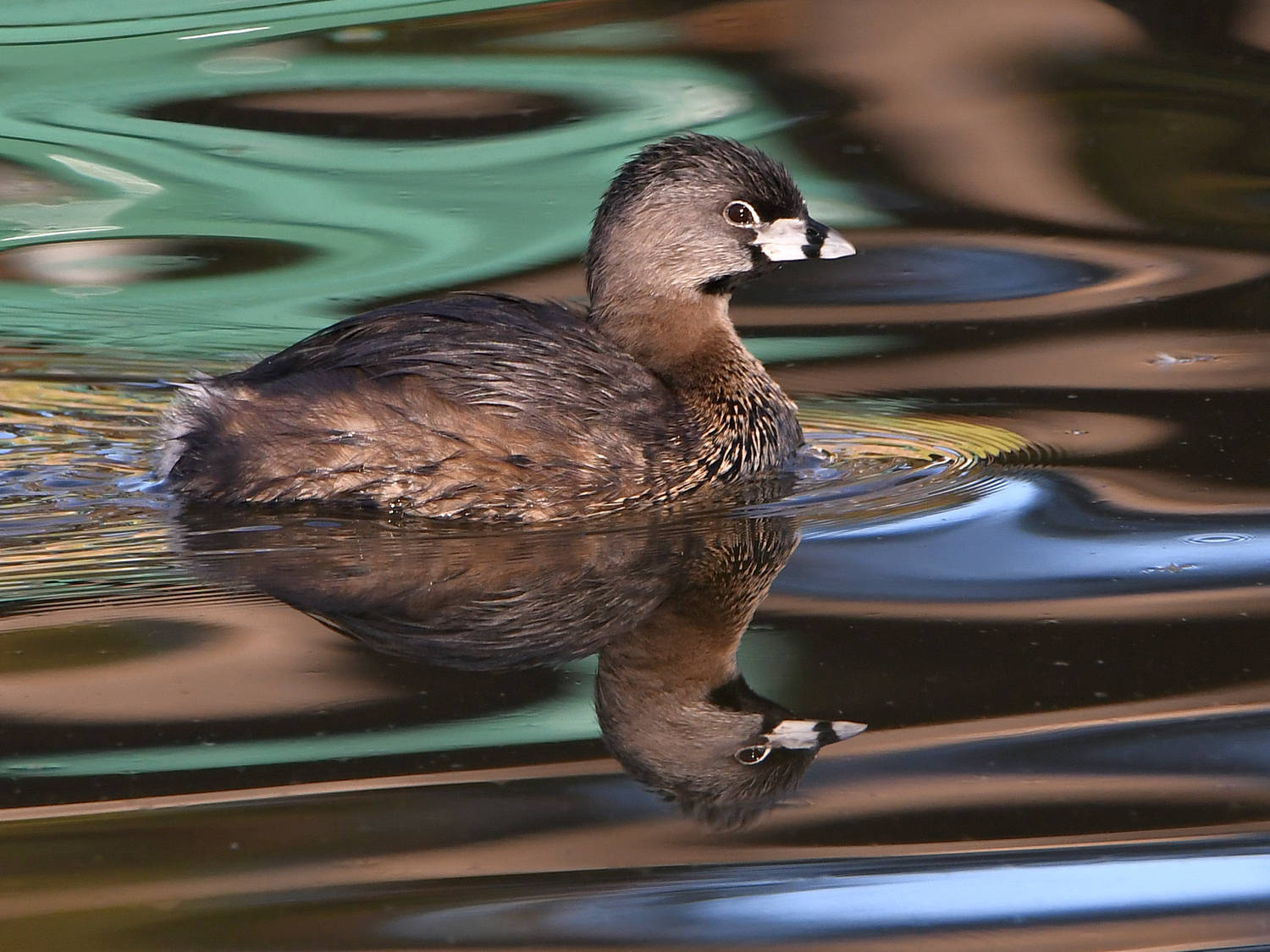 Grebe3.jpg