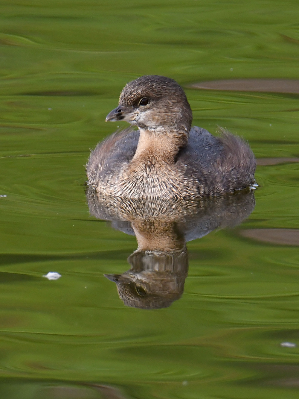 Grebe3.jpg
