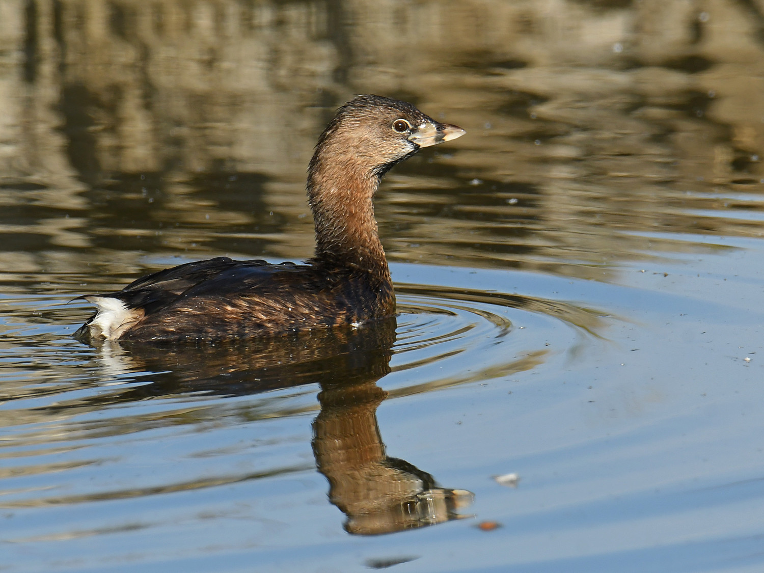 Grebe3.jpg