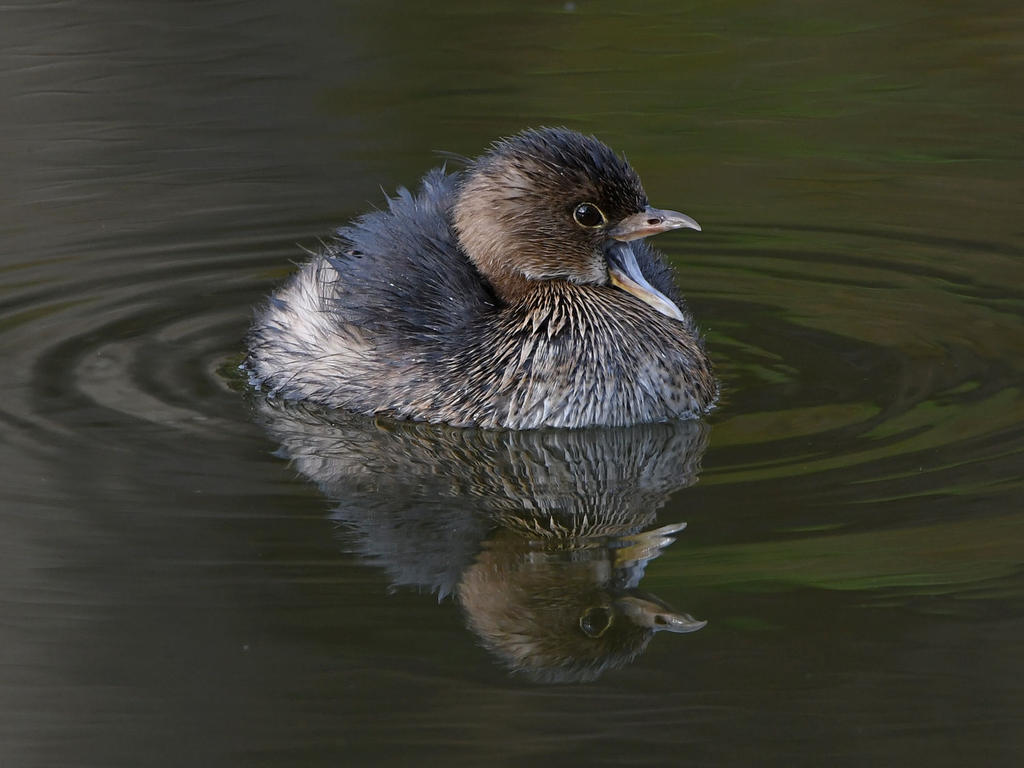 Grebe3_2021_01_19.jpg