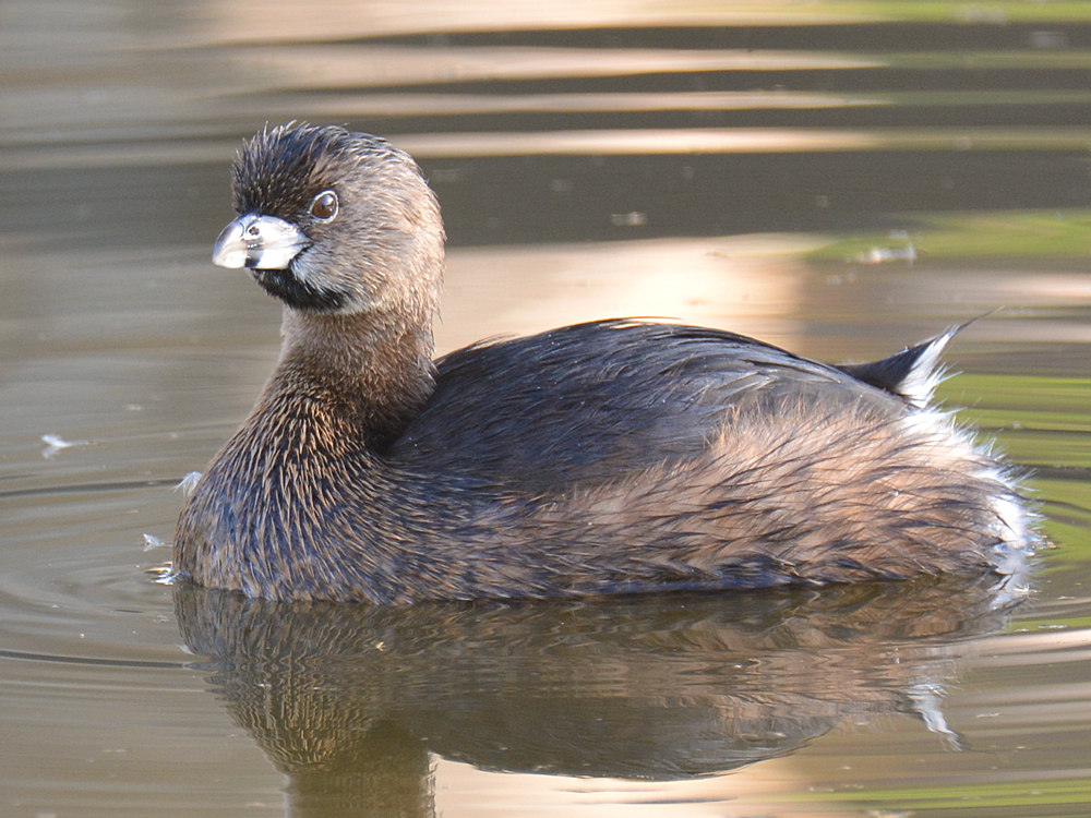 Grebe4.jpg