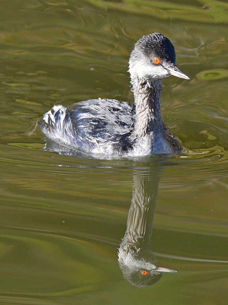 Grebe4.jpg