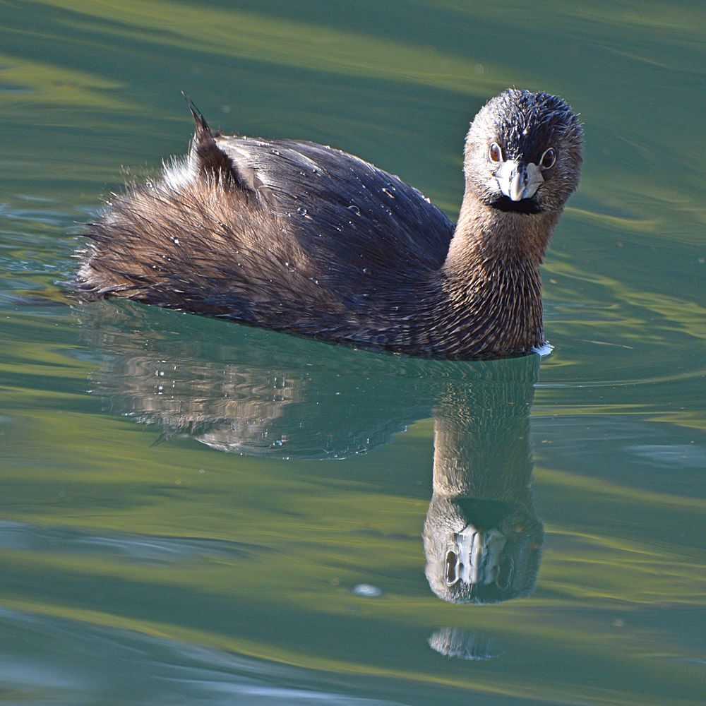 Grebe4.jpg