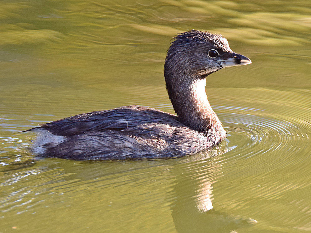 Grebe4.jpg
