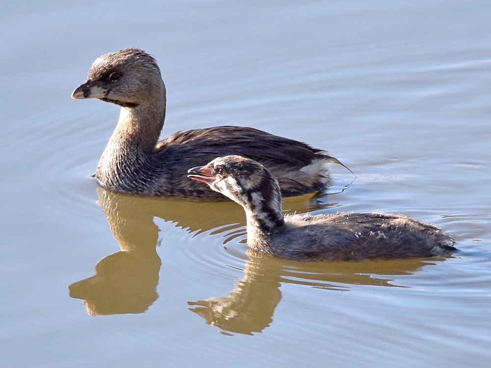 Grebe4.jpg