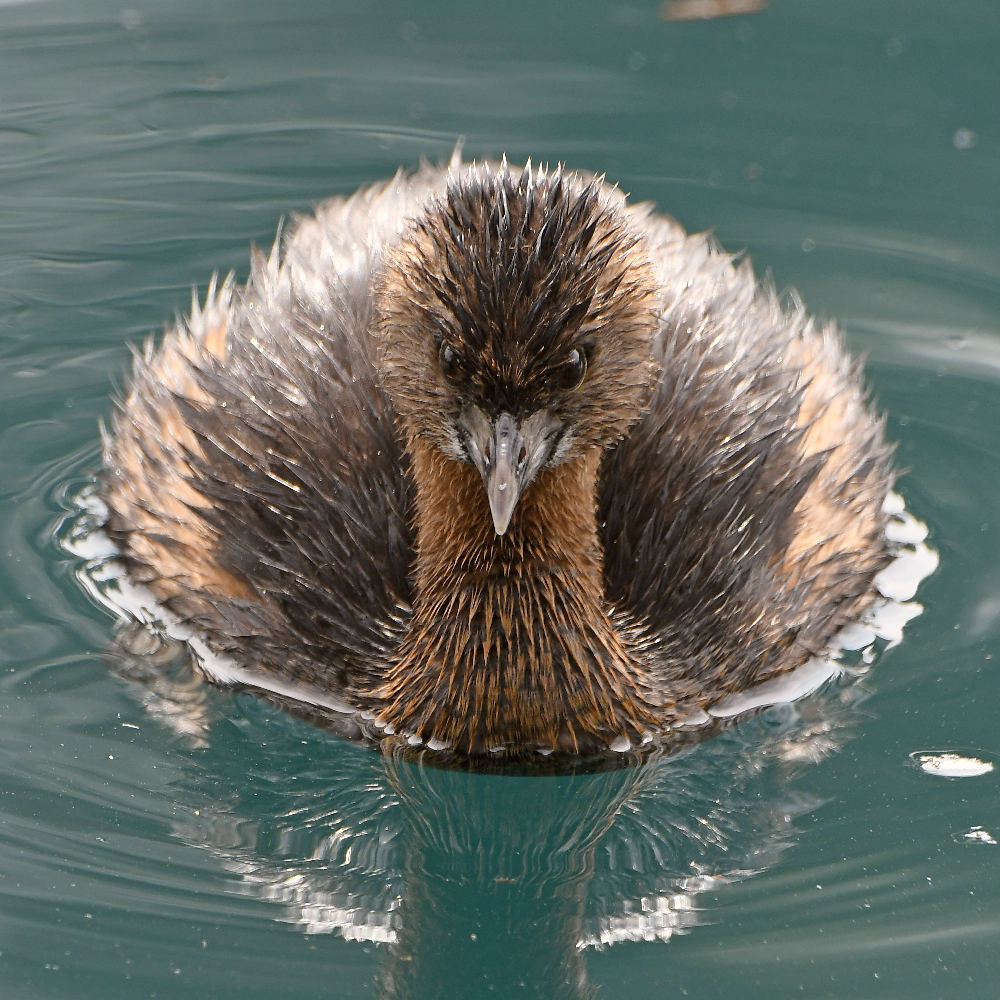 Grebe4.jpg