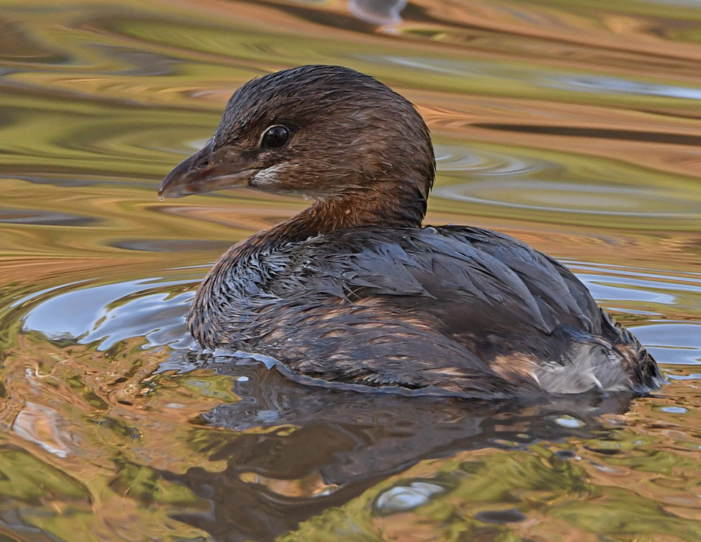 Grebe4.jpg