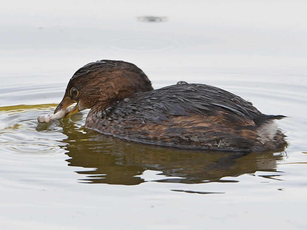 Grebe4.jpg
