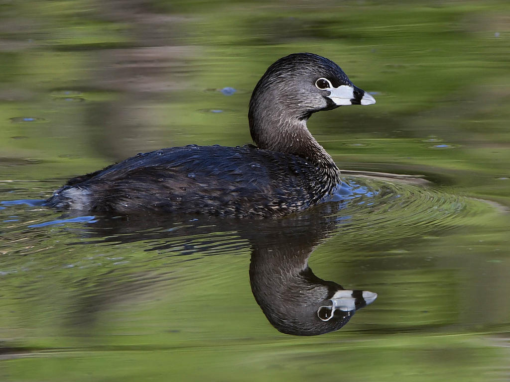 Grebe4.jpg