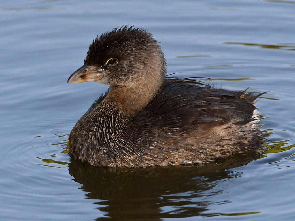 Grebe4.jpg