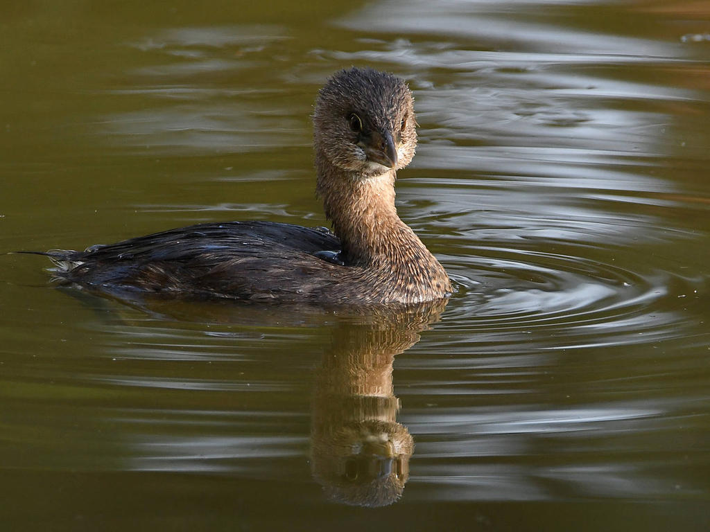 Grebe4.jpg