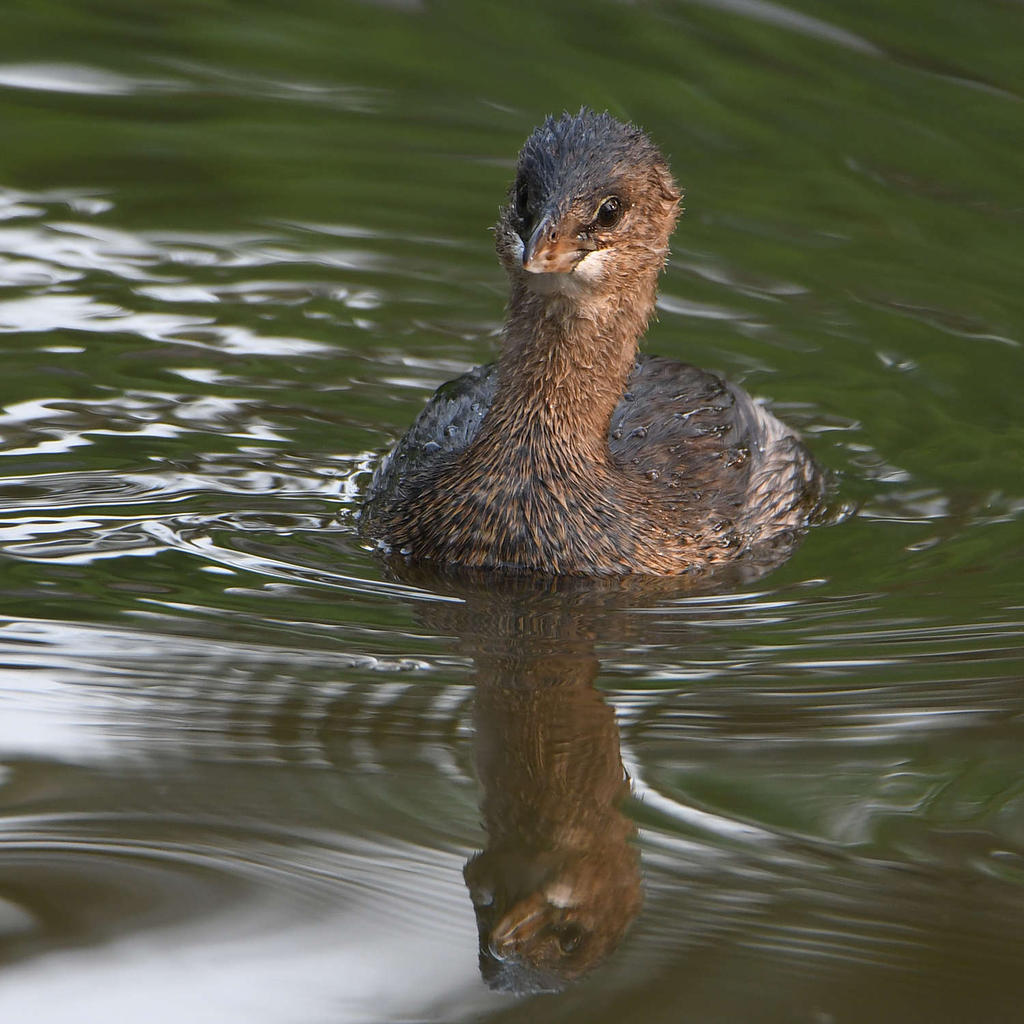 Grebe4.jpg