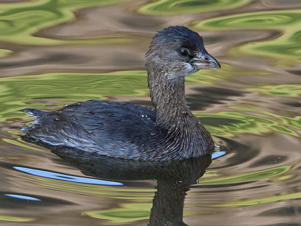 Grebe4.jpg