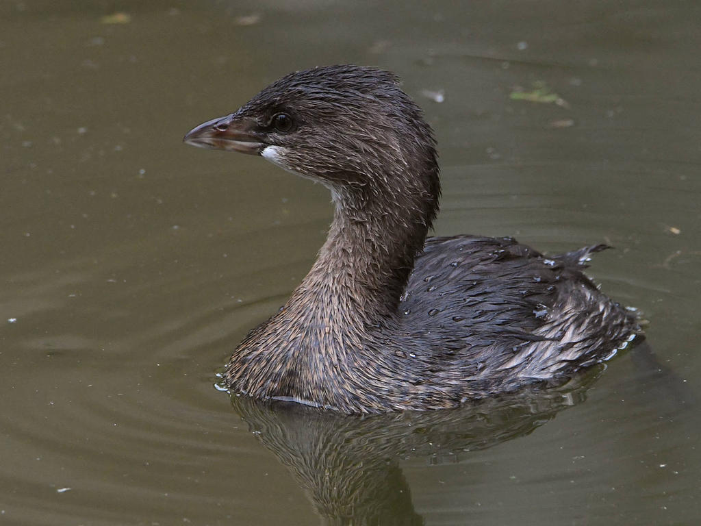 Grebe4.jpg