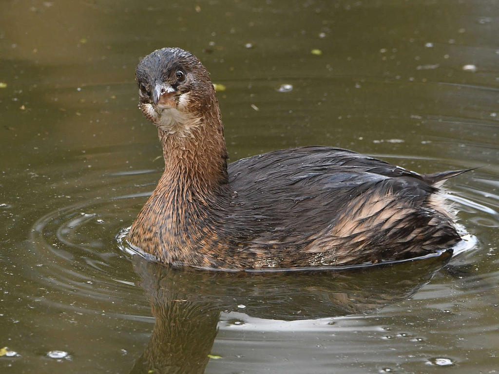 Grebe4.jpg