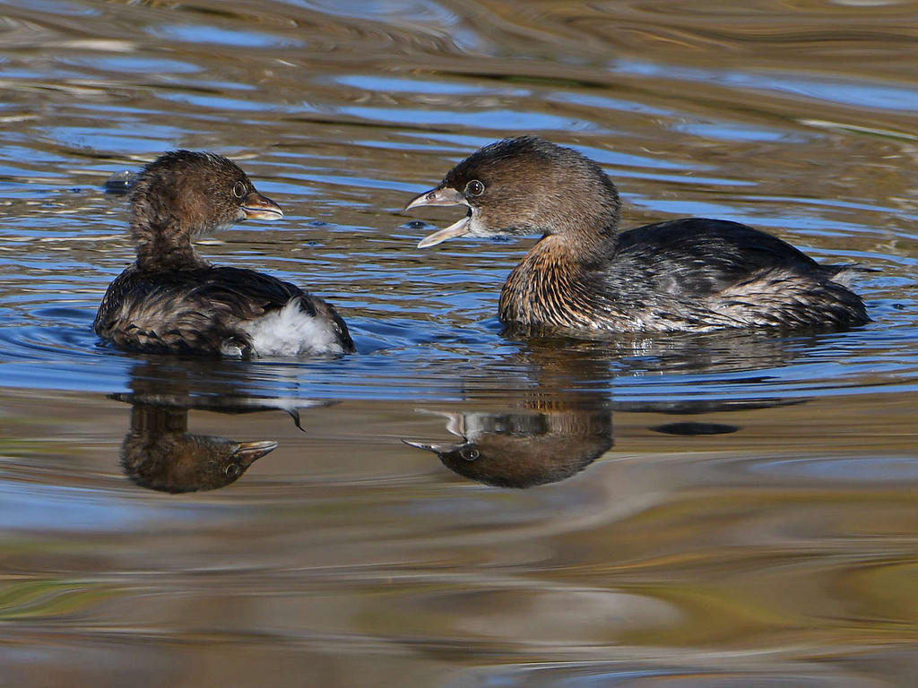 Grebe4.jpg