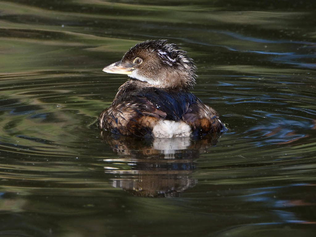 Grebe4.jpg